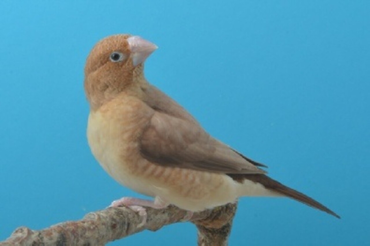 Overbeek ZILVERBEKJE Overbeek ZILVERBEKJE