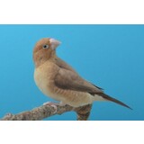 Overbeek ZILVERBEKJE