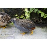 Overbeek CHINESE DWERGKWARTEL HAAN