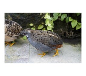 Overbeek CHINESE DWERGKWARTEL HAAN Overbeek CHINESE DWERGKWARTEL HAAN