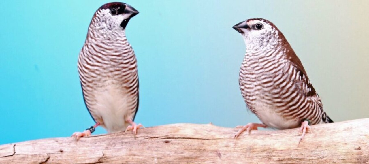 Overbeek CERES AMADINE