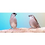 Overbeek CERES AMADINE