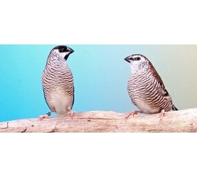 Overbeek CERES AMADINE