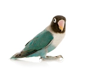 Overbeek AGAPORNIS PERSONATA BLAUW Overbeek AGAPORNIS PERSONATA BLAUW