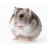 Overbeek RUSS. DWERGHAMSTER VROUW