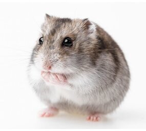 Overbeek RUSS. DWERGHAMSTER VROUW Overbeek RUSS. DWERGHAMSTER VROUW