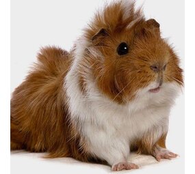 Overbeek CAVIA BORSTELHARIG VROUW