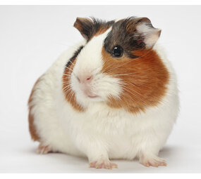 Overbeek CAVIA GLADHARIG VROUW