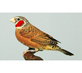 Overbeek BANDVINKEN Overbeek BANDVINKEN