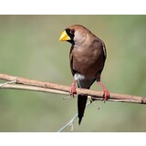 Overbeek MASKER AMADINE