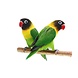 Overbeek AGAPORNIS PERSONATA Overbeek AGAPORNIS PERSONATA