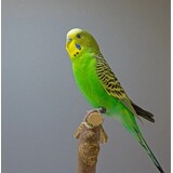 Overbeek GRASPARKIET JONG