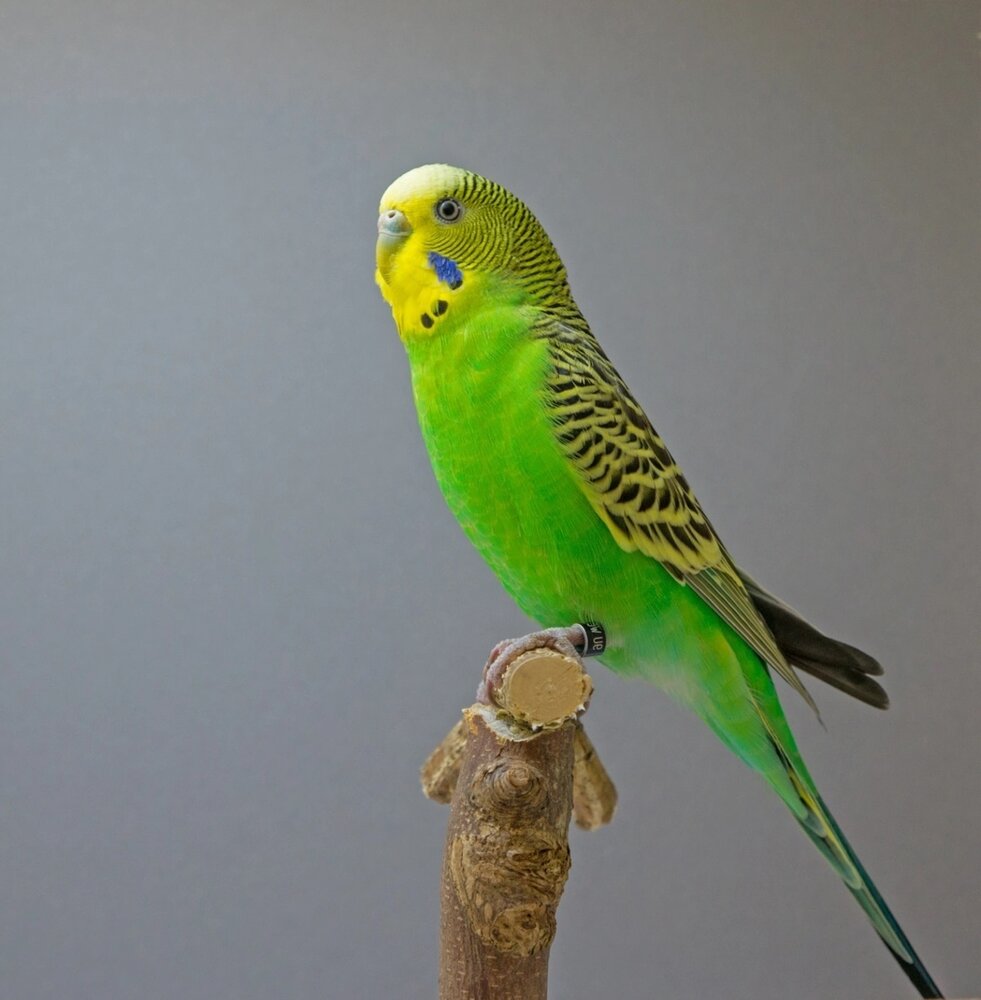 Overbeek GRASPARKIET Overbeek GRASPARKIET