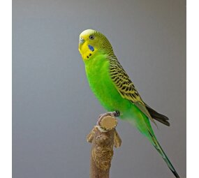 Overbeek GRASPARKIET Overbeek GRASPARKIET