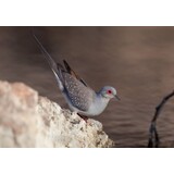 Overbeek DIAMANTDUIF