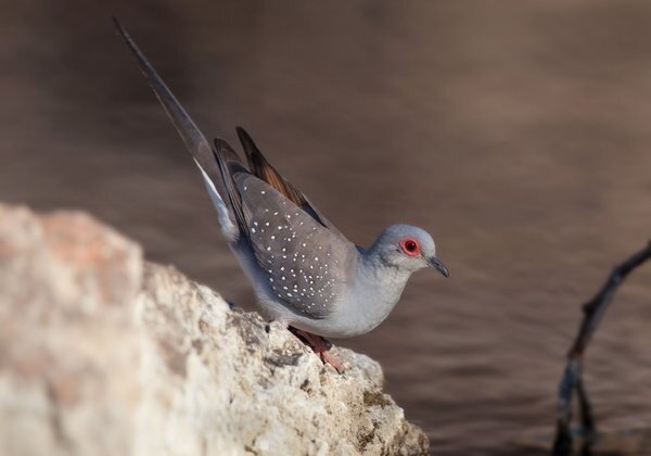 Overbeek DIAMANTDUIF Overbeek DIAMANTDUIF