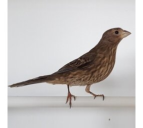 Overbeek MEXICAANSE ROODMUS