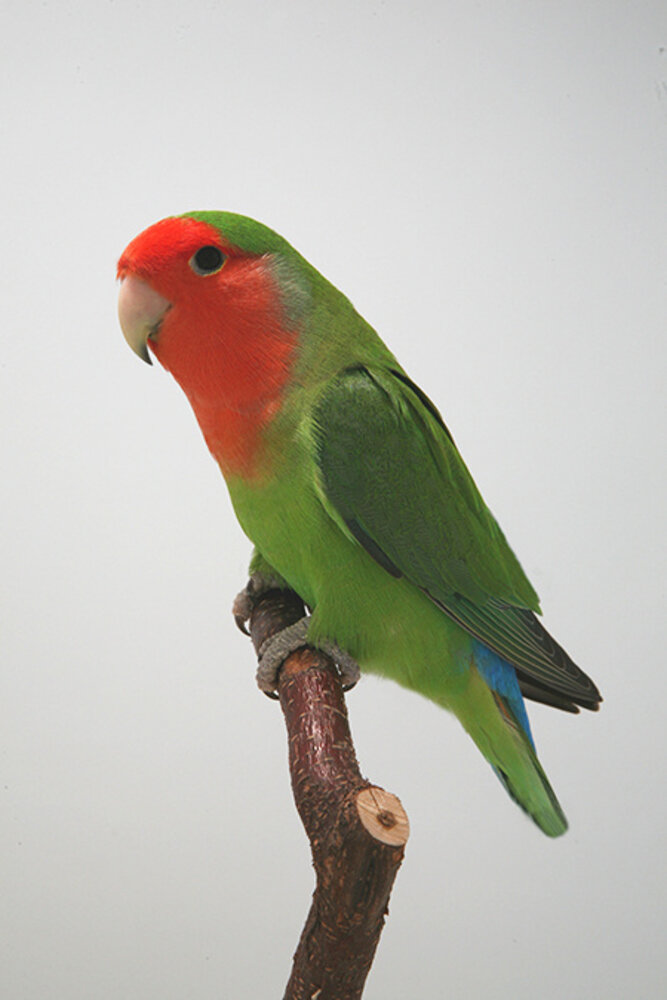 Overbeek AGAPORNIS ROSEICOLLIE Overbeek AGAPORNIS ROSEICOLLIE