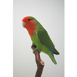 Overbeek AGAPORNIS ROSEICOLLIE