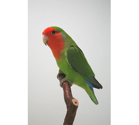 Overbeek AGAPORNIS ROSEICOLLIE Overbeek AGAPORNIS ROSEICOLLIE