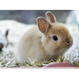 Overbeek DWERGKONIJN VROUW