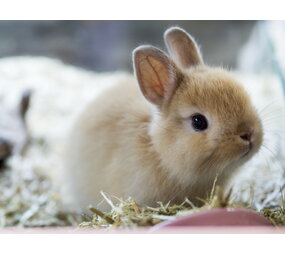 Overbeek DWERGKONIJN VROUW