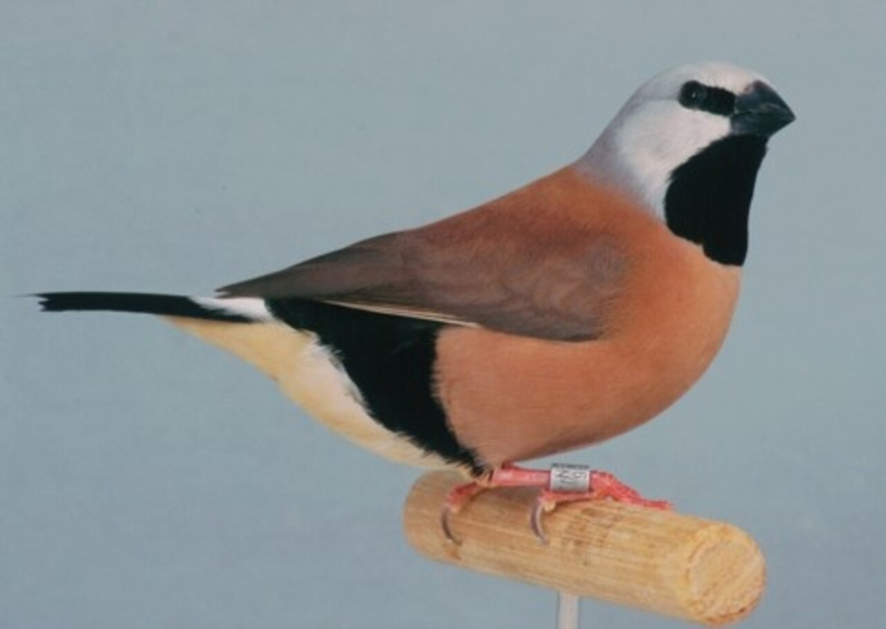 Overbeek GORDELGRASVINK Overbeek GORDELGRASVINK