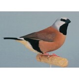 Overbeek GORDELGRASVINK