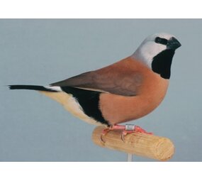 Overbeek GORDELGRASVINK Overbeek GORDELGRASVINK