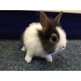 Overbeek DWERGKONIJN MAN