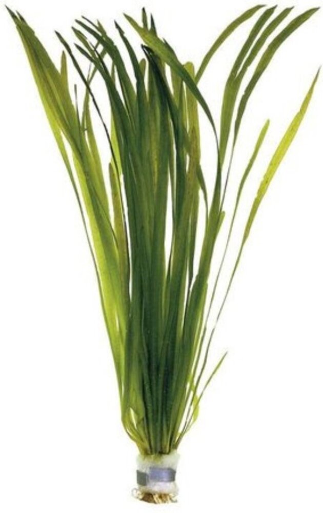 Moerings Vallisneria Spiralis Moerings Vallisneria Spiralis
