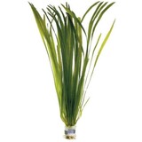 Moerings Vallisneria Spiralis