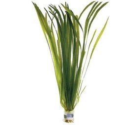 Moerings Vallisneria Spiralis Moerings Vallisneria Spiralis
