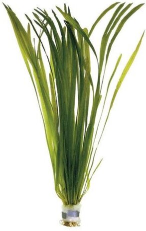 Moerings Vallisneria Spiralis Moerings Vallisneria Spiralis