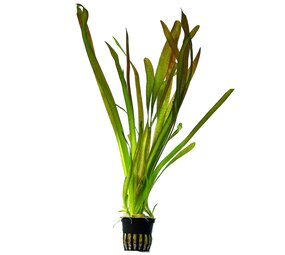 Moerings Vallisneria Gigantea Moerings Vallisneria Gigantea