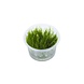 Moerings Moerings Taxiphyllum Alternans (Taiwan Moss) in-vitro Moerings Moerings Taxiphyllum Alternans (Taiwan Moss) in-vitro