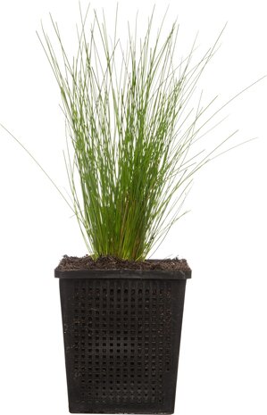 Moerings SCIRPUS CERNUUS (11X11) Moerings SCIRPUS CERNUUS (11X11)