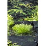 Moerings SCIRPUS CERNUUS (11X11)