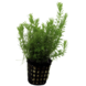 Moerings Moerings Rotala Walichii Pot Moerings Moerings Rotala Walichii Pot