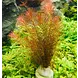 Moerings Moerings Rotala Walichii Pot Moerings Moerings Rotala Walichii Pot