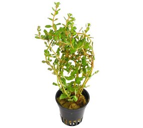 Moerings Rotala H'ra pot Moerings Rotala H'ra pot