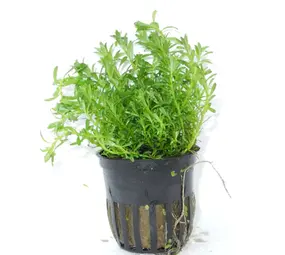Moerings Rotala Bossii Pot Moerings Rotala Bossii Pot