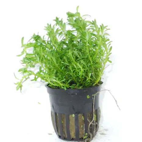 Moerings Rotala Bossii Pot Moerings Rotala Bossii Pot