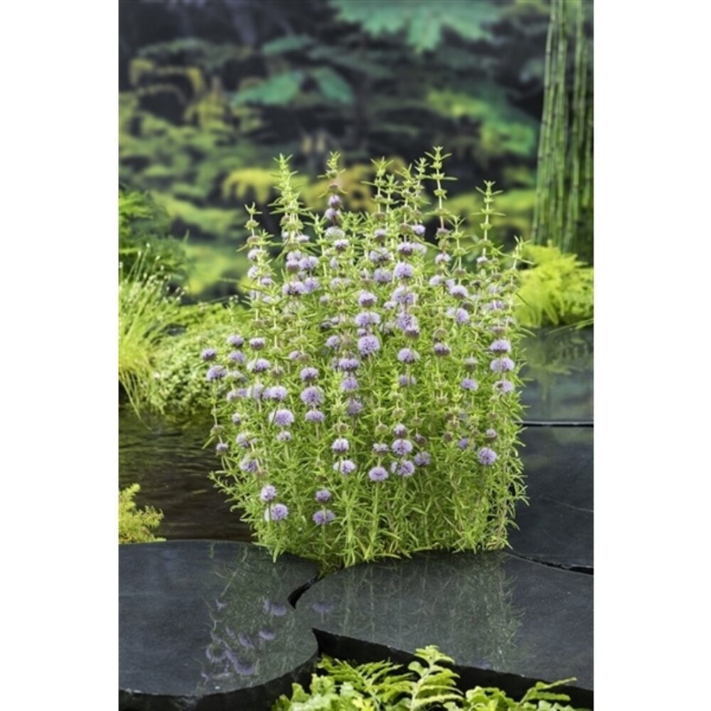 Moerings Preslia Cervina (18X18) Moerings Preslia Cervina (18X18)