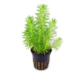 Moerings Pogostemon Erectus pot Moerings Pogostemon Erectus pot