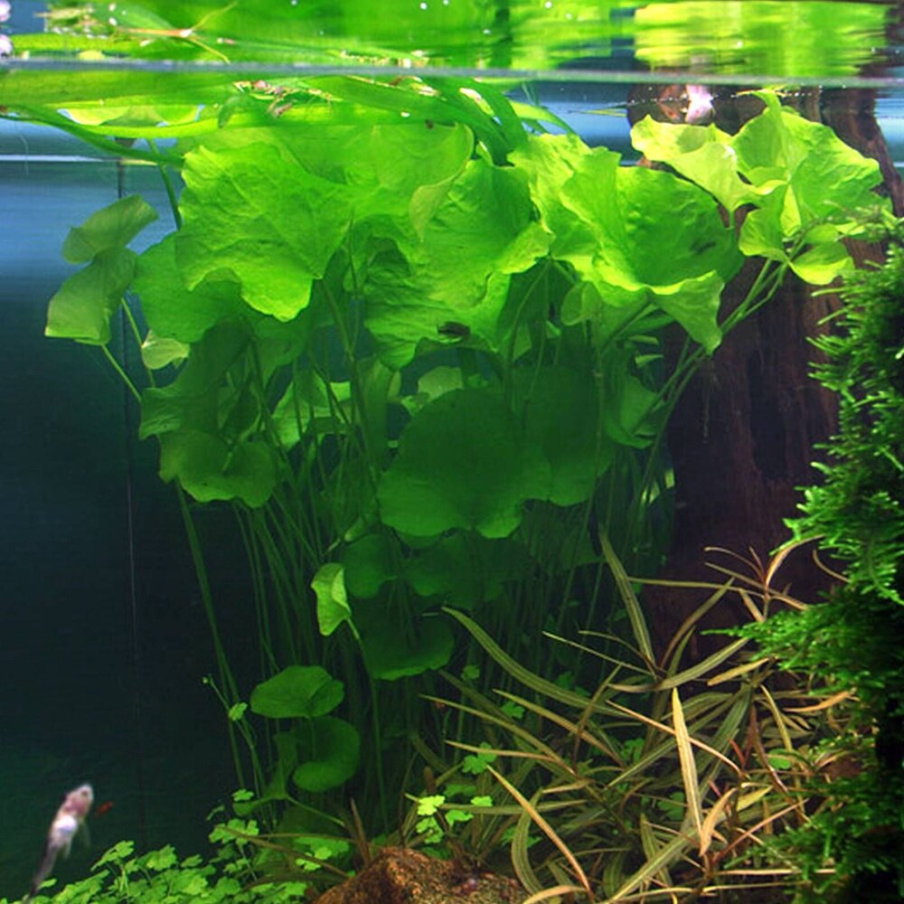 Moerings Nymphoides Taiwan Moerings Nymphoides Taiwan