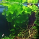 Moerings Nymphoides Taiwan Moerings Nymphoides Taiwan