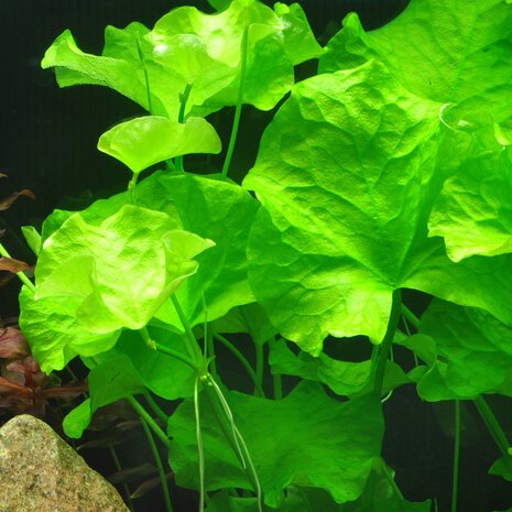 Moerings Nymphoides Taiwan Moerings Nymphoides Taiwan