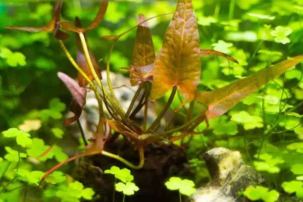 Moerings Nymphea Stellata Moerings Nymphea Stellata