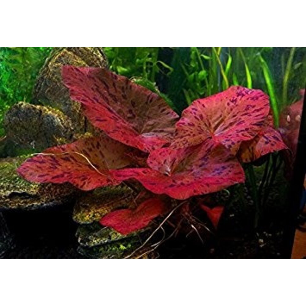 Rode Tijgerlotus - Nymphaea Zenkeri - Aquariumplanten Rode Tijgerlotus - Nymphaea Zenkeri - Aquariumplanten